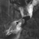 Wilk i jego rodzina, czyli co nie co o wilczych relacjach